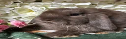 Mini Lop rabbits for sale: Beautiful Baby Mini Lops Ready Now  - Advert 5