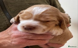 Cocker Spaniel dogs for sale: Adorable show cocker spaniels - Image 15