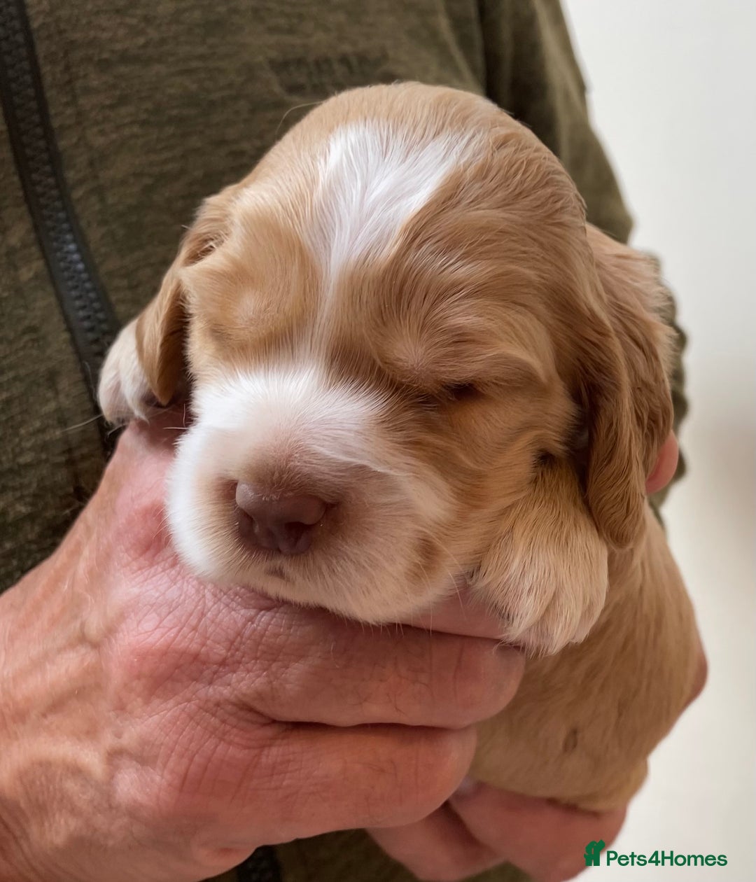 Cocker Spaniel dogs for sale: Adorable show cocker spaniels - Image 15