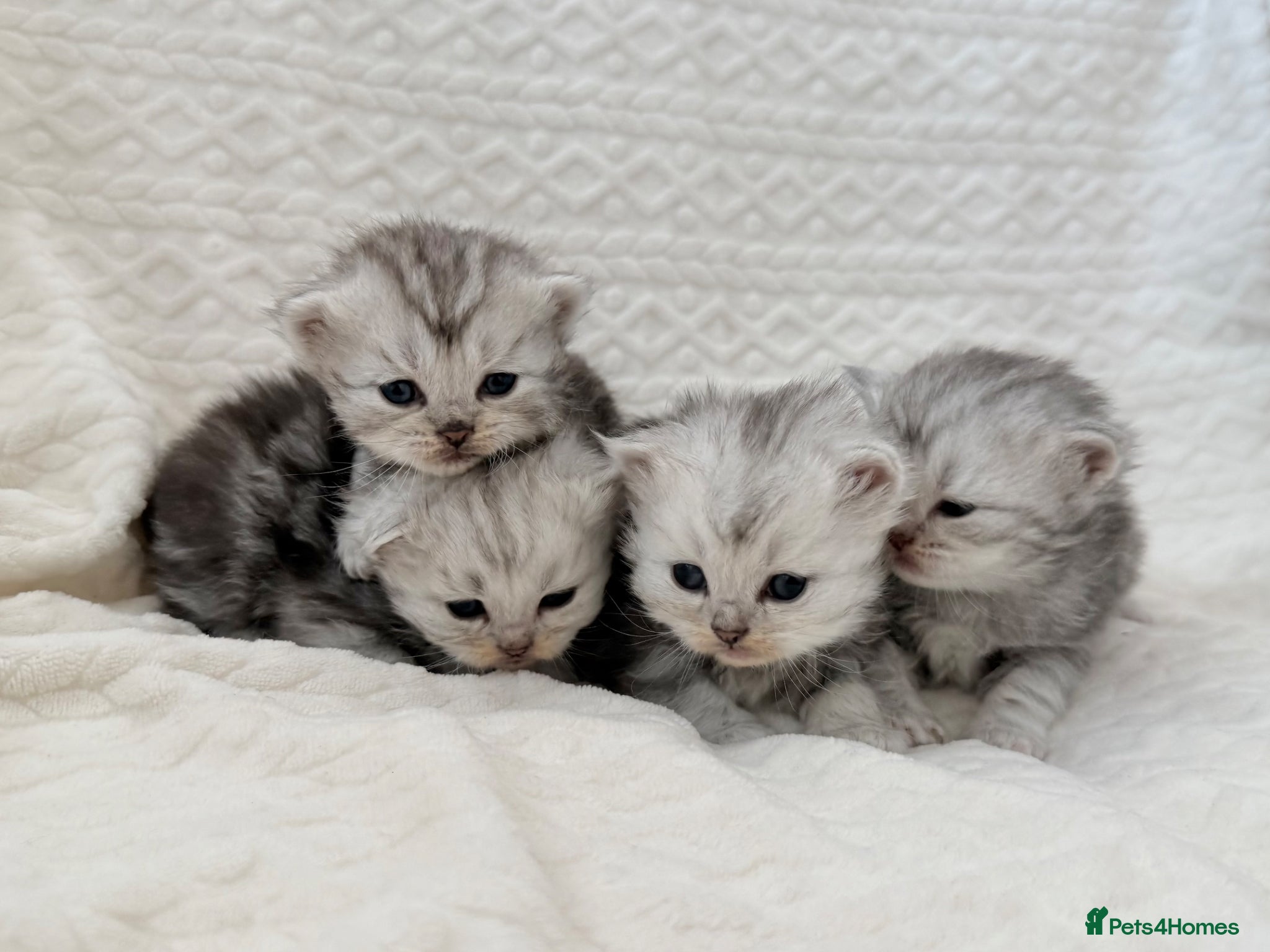 Persian cats Adorable half Persian kittens  - Advert 5