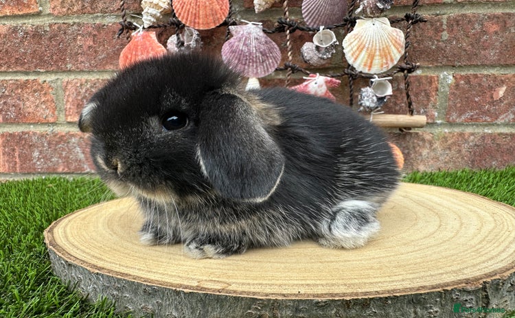 Mini Lop rabbits - Advert 18