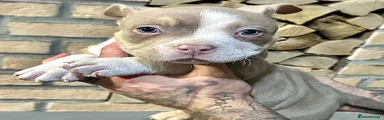 American Bully 2