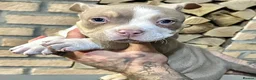 American Bully dogs for sale: Abkc pocket bully's in Barnsley - Advert 16