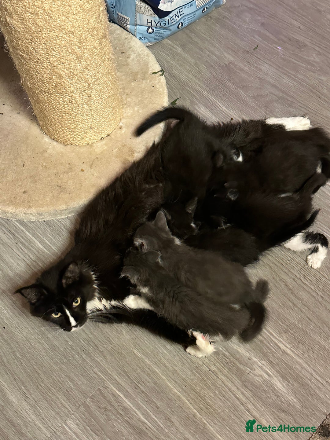 Maine Coon cats for sale: Maine Coon Crosses - Advert 8