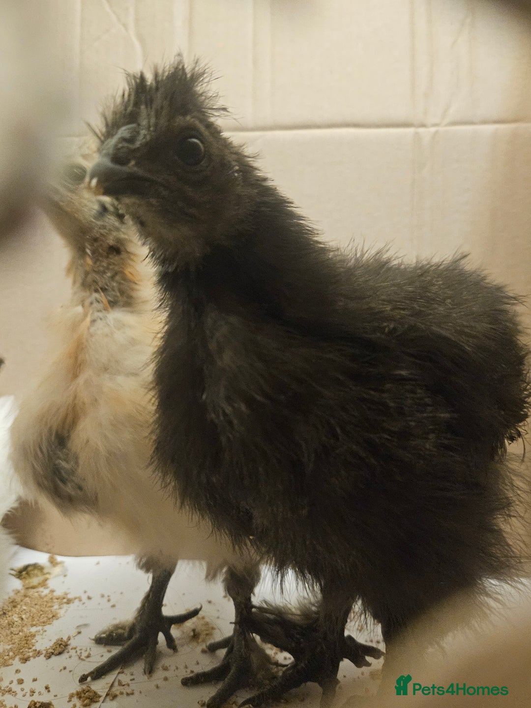 Chickens poultry for sale: Baby Purebred Silkies For Sale ✨️ - Advert 12