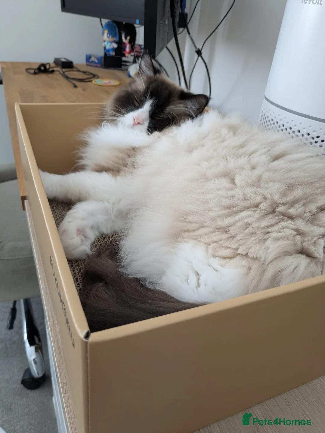 Ragdoll cats for sale: Rehome: our beautiful 5 year old Ragdoll - Advert 3