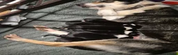 Border Collie dogs for sale: Border collie pups looking for new home - Advert 3