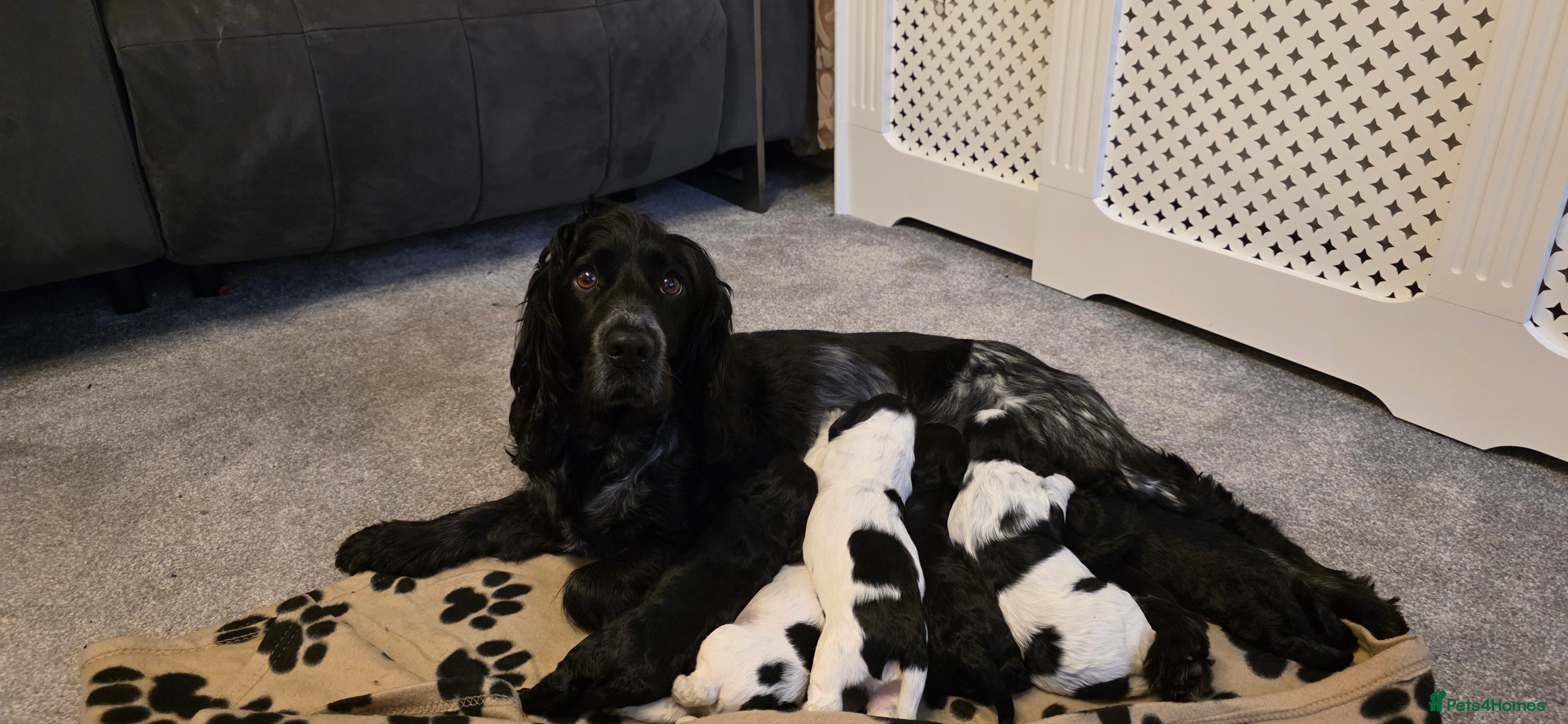 Cocker Spaniel dogs Cocker spaniel for sale - Advert 6