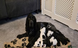 Cocker Spaniel dogs for sale: Cocker spaniel for sale - Image 1