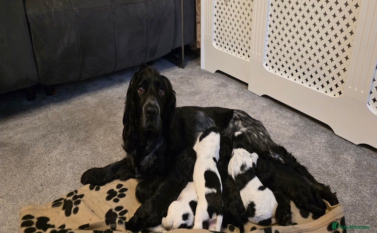 Cocker Spaniel dogs - Advert 1