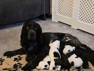 Cocker Spaniel dogs - Advert 17