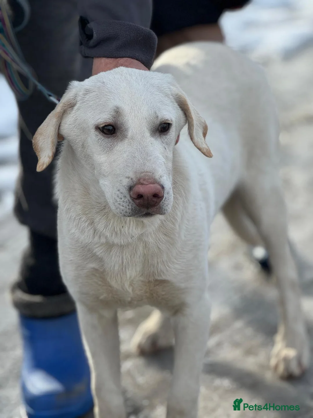 Mixed Breed dogs for adoption: 🐾 JACK – a Gentle Soul with the Sweetest Eyes 🐾 - Advert 33