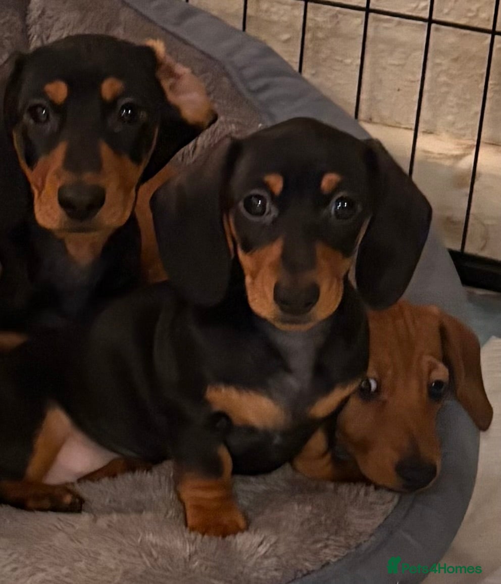 Miniature Dachshund dogs Vanitonia Miniature Smooth Dachshunds   - Advert 6