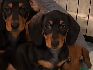 Miniature Dachshund dogs Vanitonia Miniature Smooth Dachshunds - Advert 6