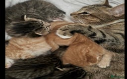 Mixed Breed cats for sale: one male left  - Advert 6