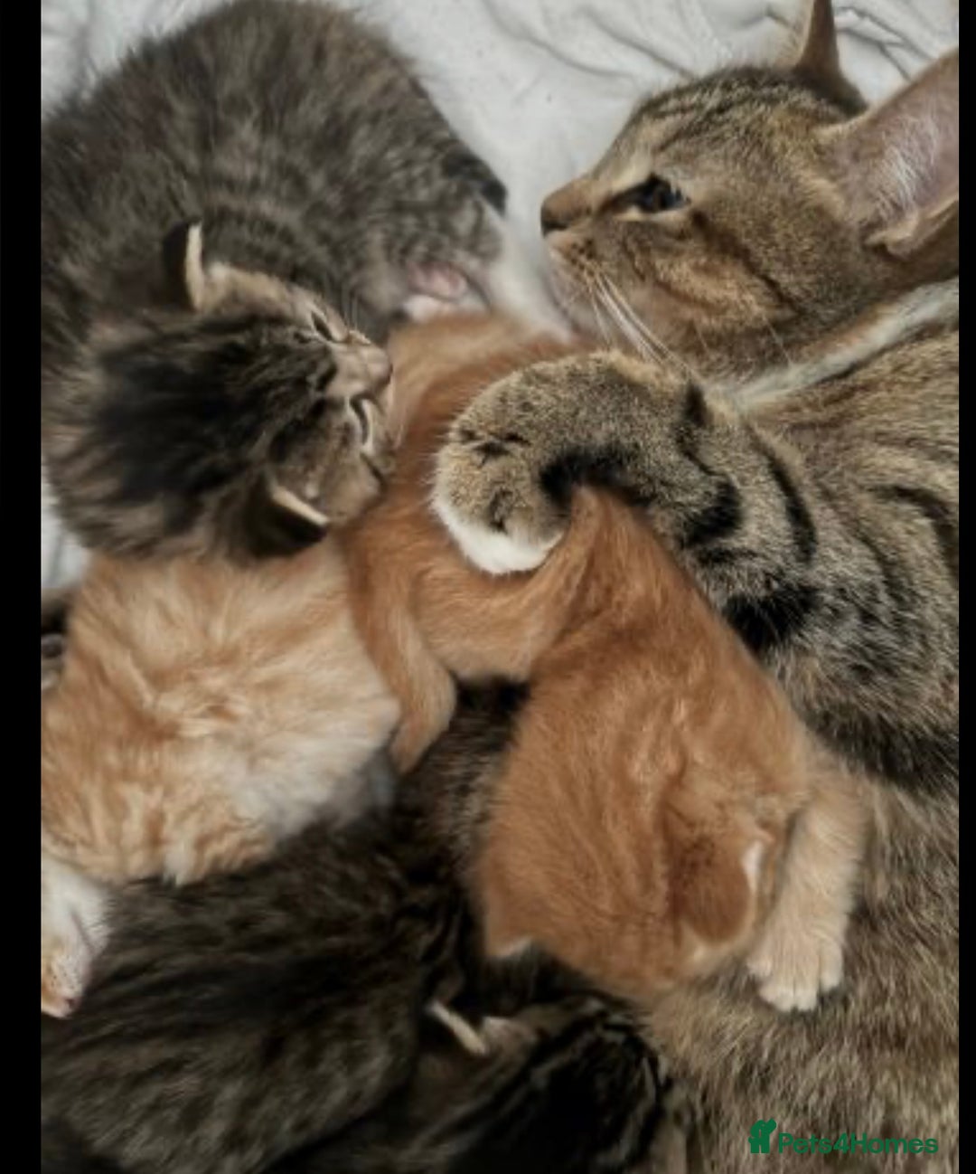 Mixed Breed cats for sale: one male left  - Advert 6