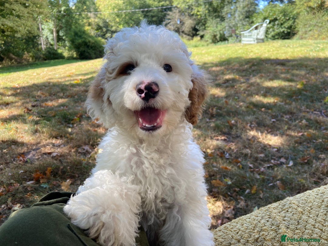 Double Doodle dogs for sale: Gorgeous Australian Double Doodle Pups - Image 12