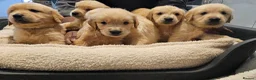 Golden Retriever dogs for sale: Golden retriever champion bloodline puppies. - Advert 3