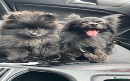 Pomeranian dogs for sale: Pomeranian for sale - Image 6