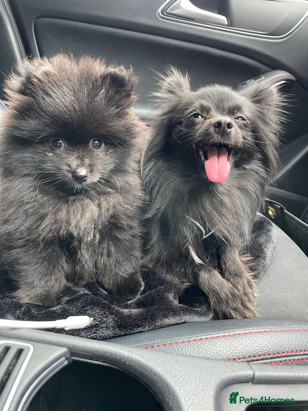Pomeranian dogs for sale: Pomeranian for sale - Image 6