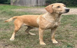 Labradoodle dogs for sale: Fox Red Labrador / Labradoodle X Puppies - Image 12