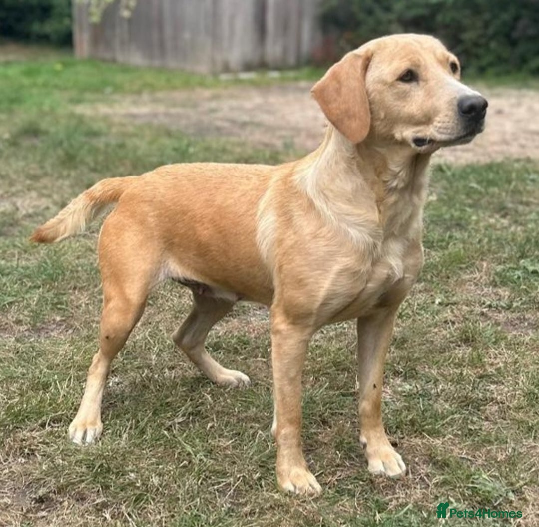 Labradoodle dogs for sale: Fox Red Labrador / Labradoodle X Puppies - Image 12