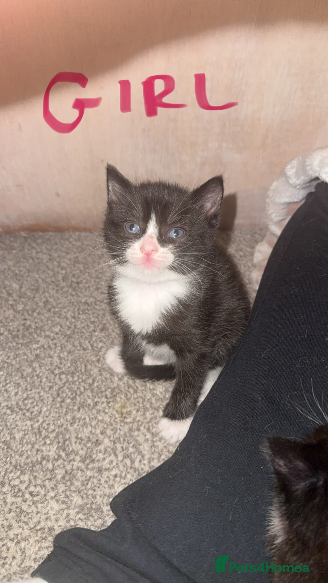 Ragdoll cats for sale: Ragdoll cross kittens  - Advert 4