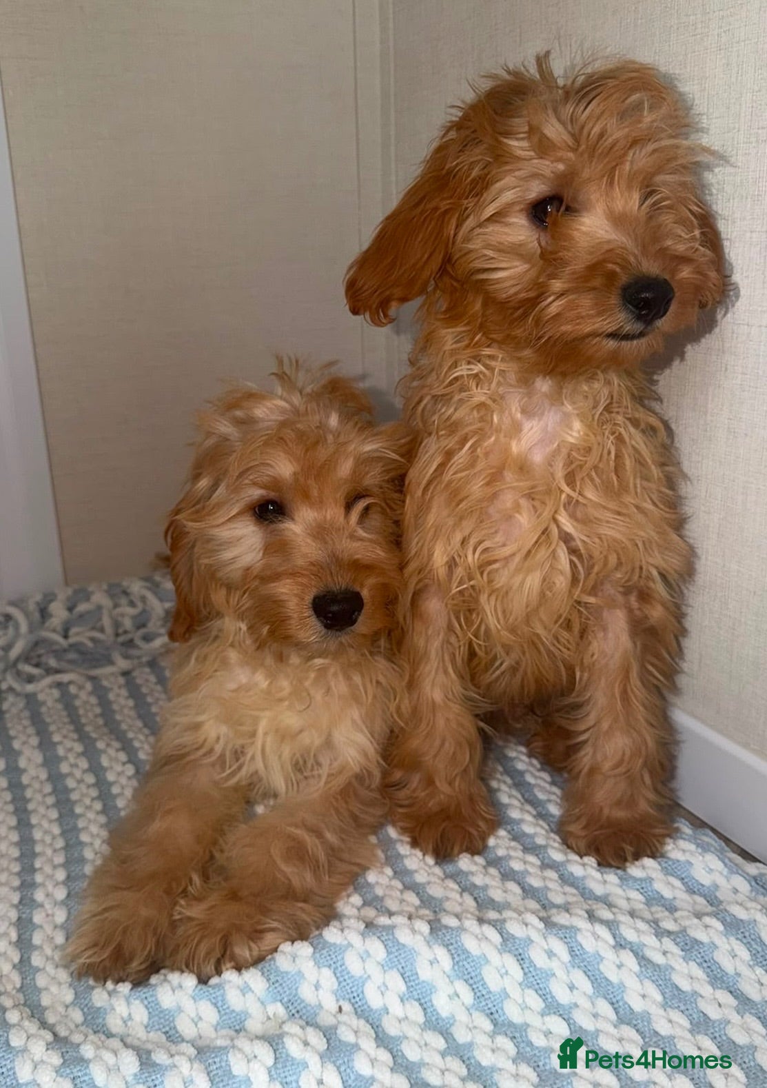 Cockapoo dogs Pra clear toy cockapoos puppies for sale - Advert 1
