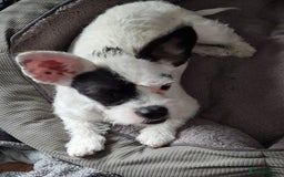 Mixed Breed dogs for sale: Beautiful little girl  - Image 1