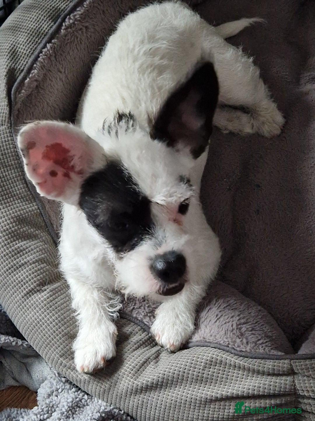 Mixed Breed dogs for sale: Beautiful little girl  - Image 1