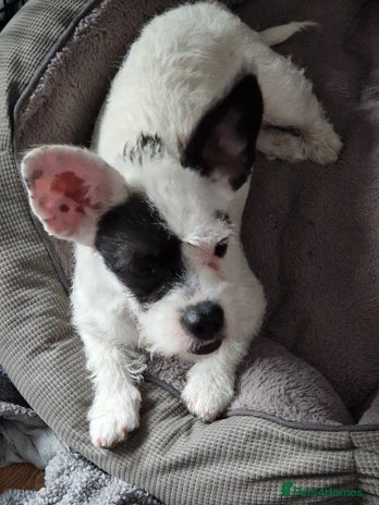 Mixed Breed dogs - Advert 2