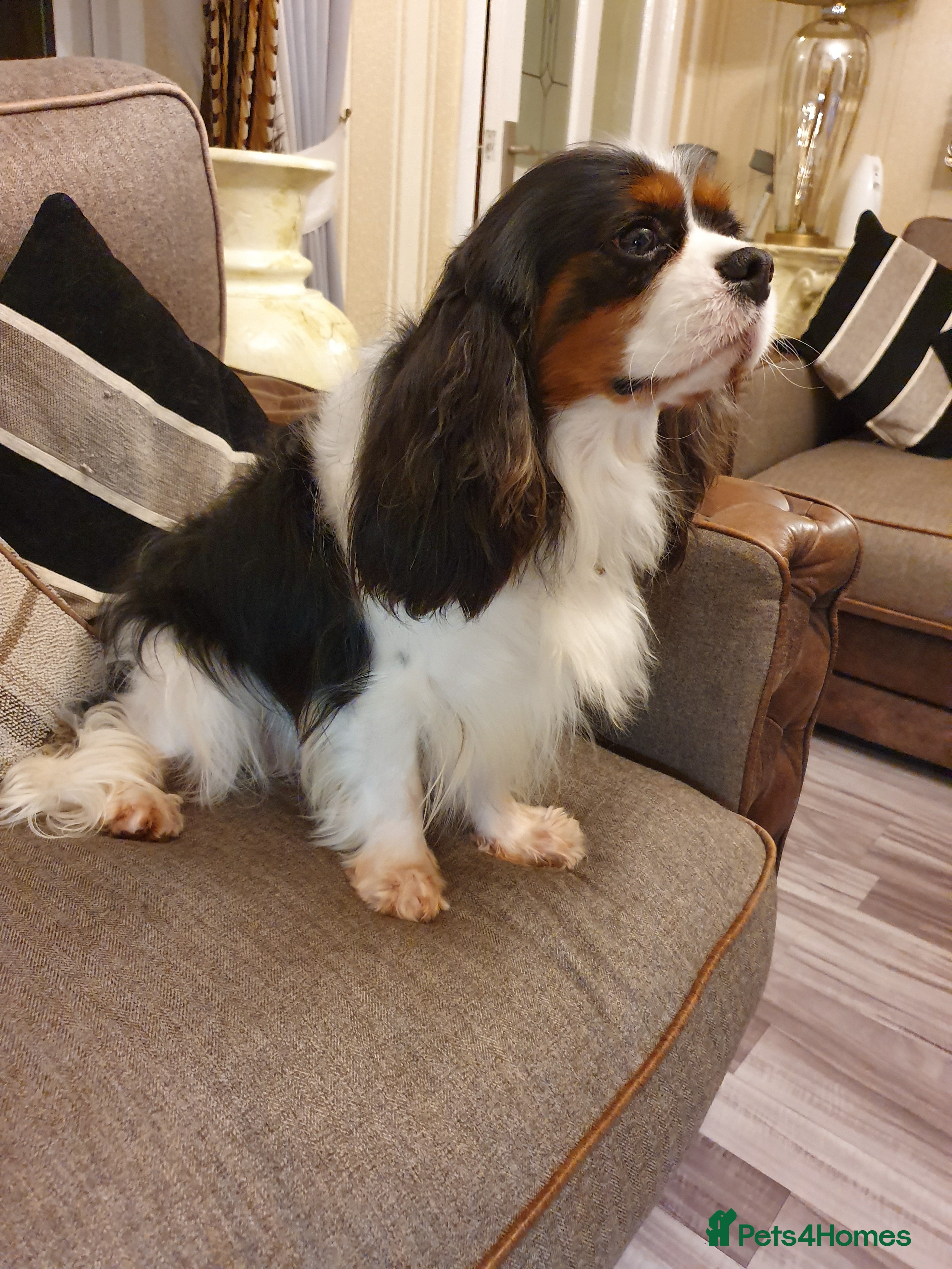 Cavalier King Charles Spaniel dogs Cavalier king Charles for STUD DNA TESTED in Salford - Advert 2