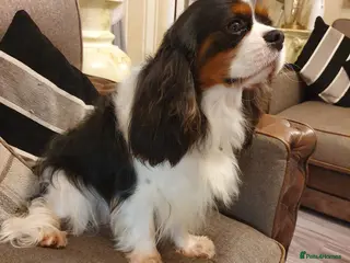 Cavalier King Charles Spaniel dogs Cavalier king Charles for STUD DNA TESTED in Salford - Advert 7