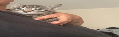 Domestic Shorthair 3