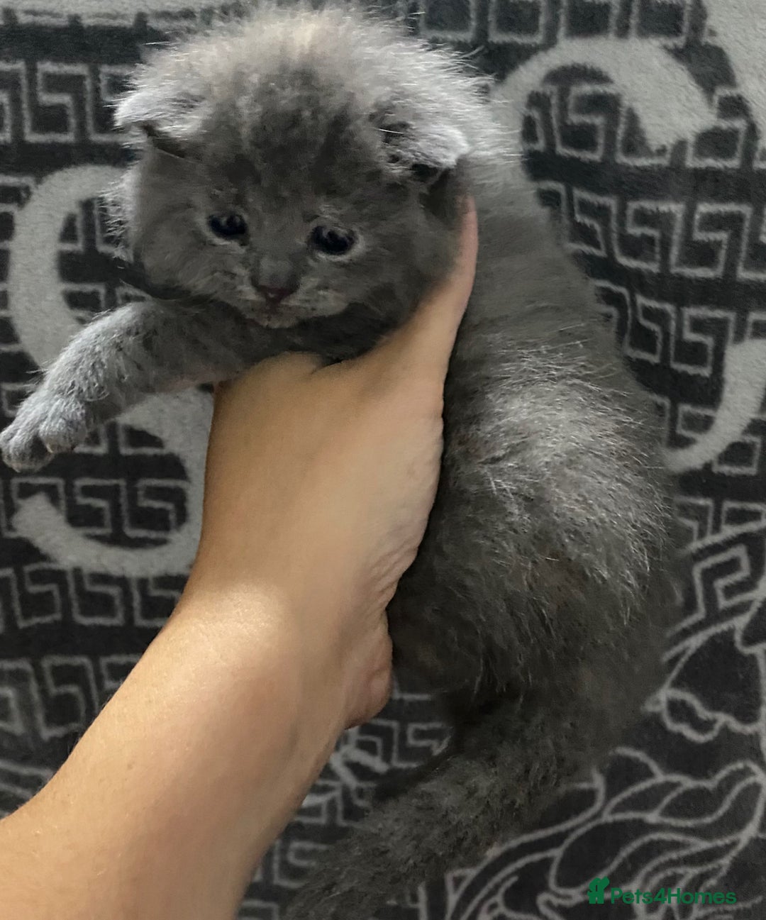 British Shorthair cats for sale: 2 girls 1 boy very docile  - Image 4