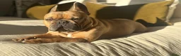 French Bulldog dogs for stud: KC Registered Blue Fawn French Bulldog Stud - Advert 5