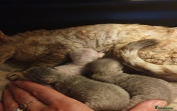 Devon Rex cats for sale: 3 Devon Rex female kittens for sale!!!🐯🐯🐯 - Image 3