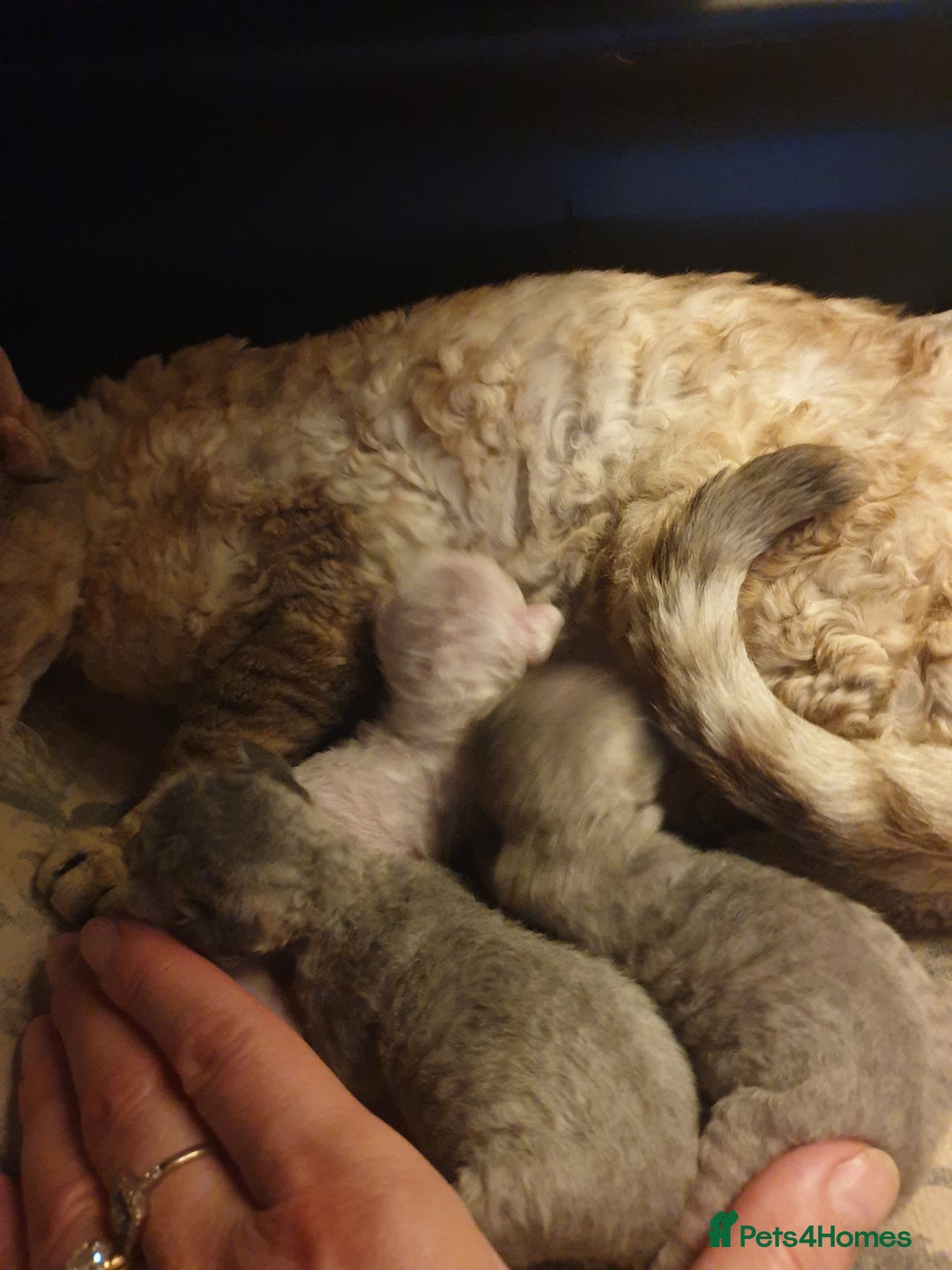 Devon Rex cats for sale: 3 Devon Rex female kittens for sale!!!🐯🐯🐯 - Image 3