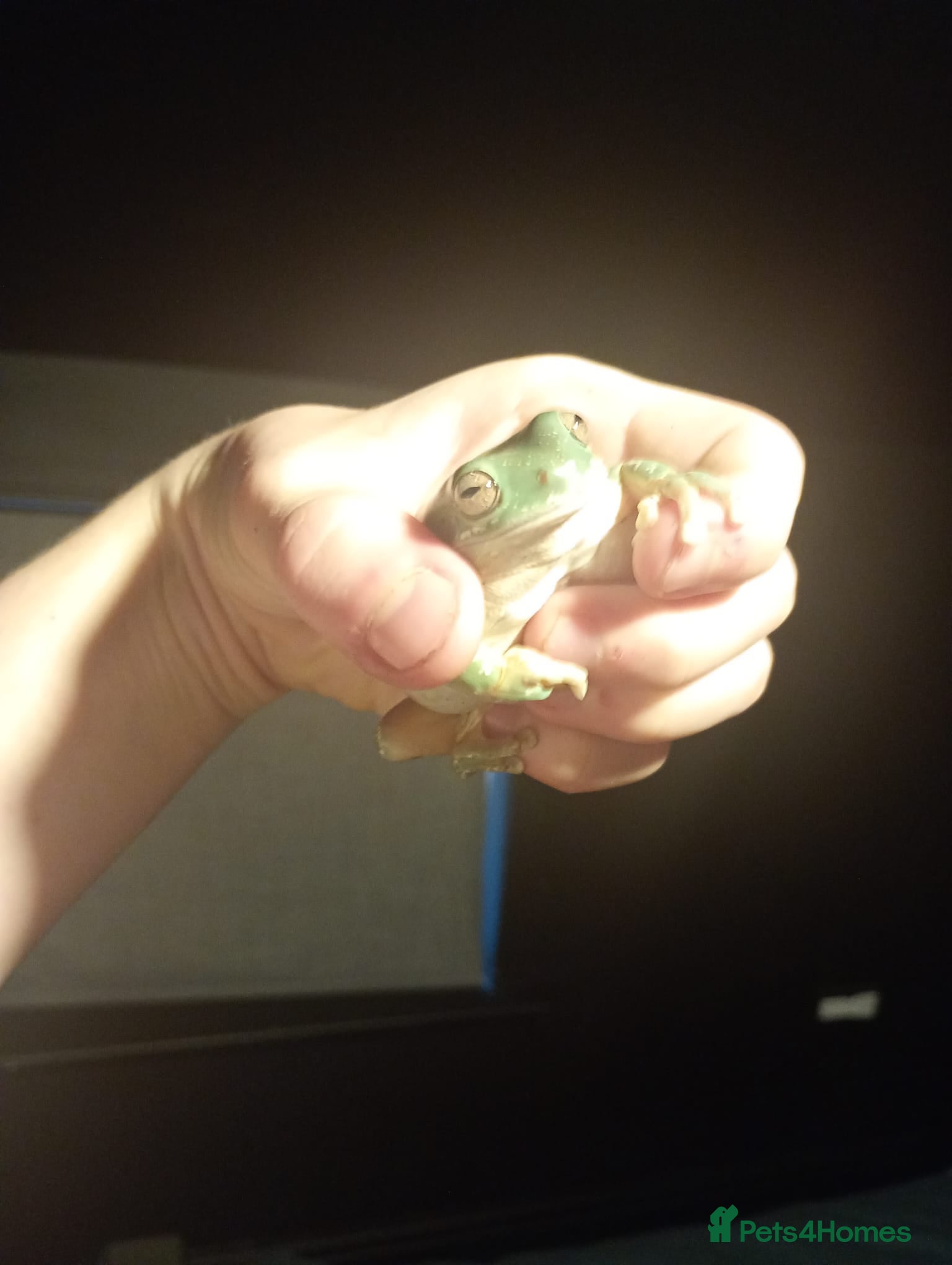 Frog reptiles Whites tree frogs - Advert 2