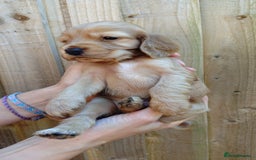 Cocker Spaniel dogs for sale: KC reg show cocker spaniel puppies - Image 12