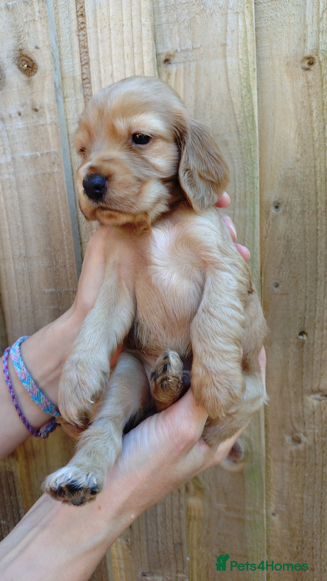 Cocker Spaniel dogs for sale: KC reg show cocker spaniel puppies - Image 12