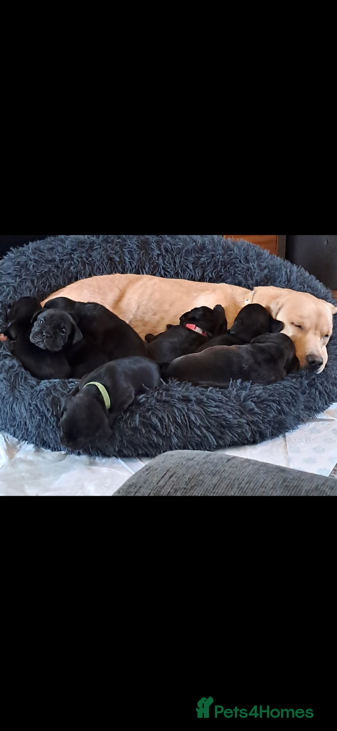 Mixed Breed dogs for sale: Frenchbulldog cross puppies  - Image 2