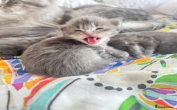 Maine Coon cats for sale: 🏆 PEDIGREE MAINE COON KITTENS GCCF 🏆  - Image 16