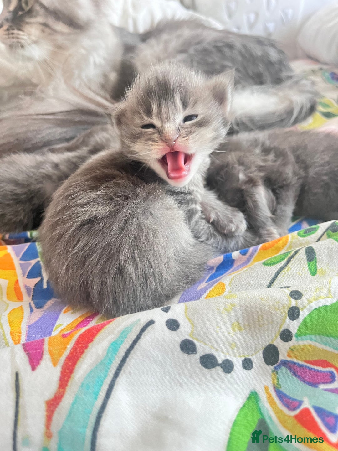 Maine Coon cats for sale: 🏆 PEDIGREE MAINE COON KITTENS GCCF 🏆  - Image 16