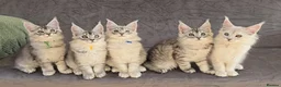 Maine Coon cats for sale: Stunning Silver Shaded Maine Coon kittens - Advert 20