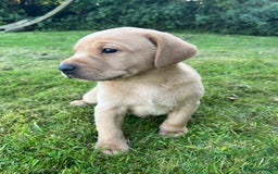 Labrador Retriever dogs for sale: Labrador Retriever Puppies, one male available.  - Image 3