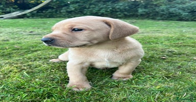 Labrador Retriever dogs - Advert 4
