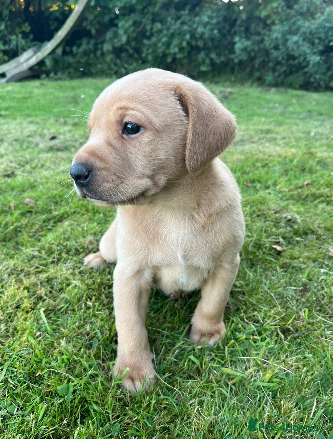 Labrador Retriever dogs for sale: Labrador Retriever Puppies, one male available.  - Image 3
