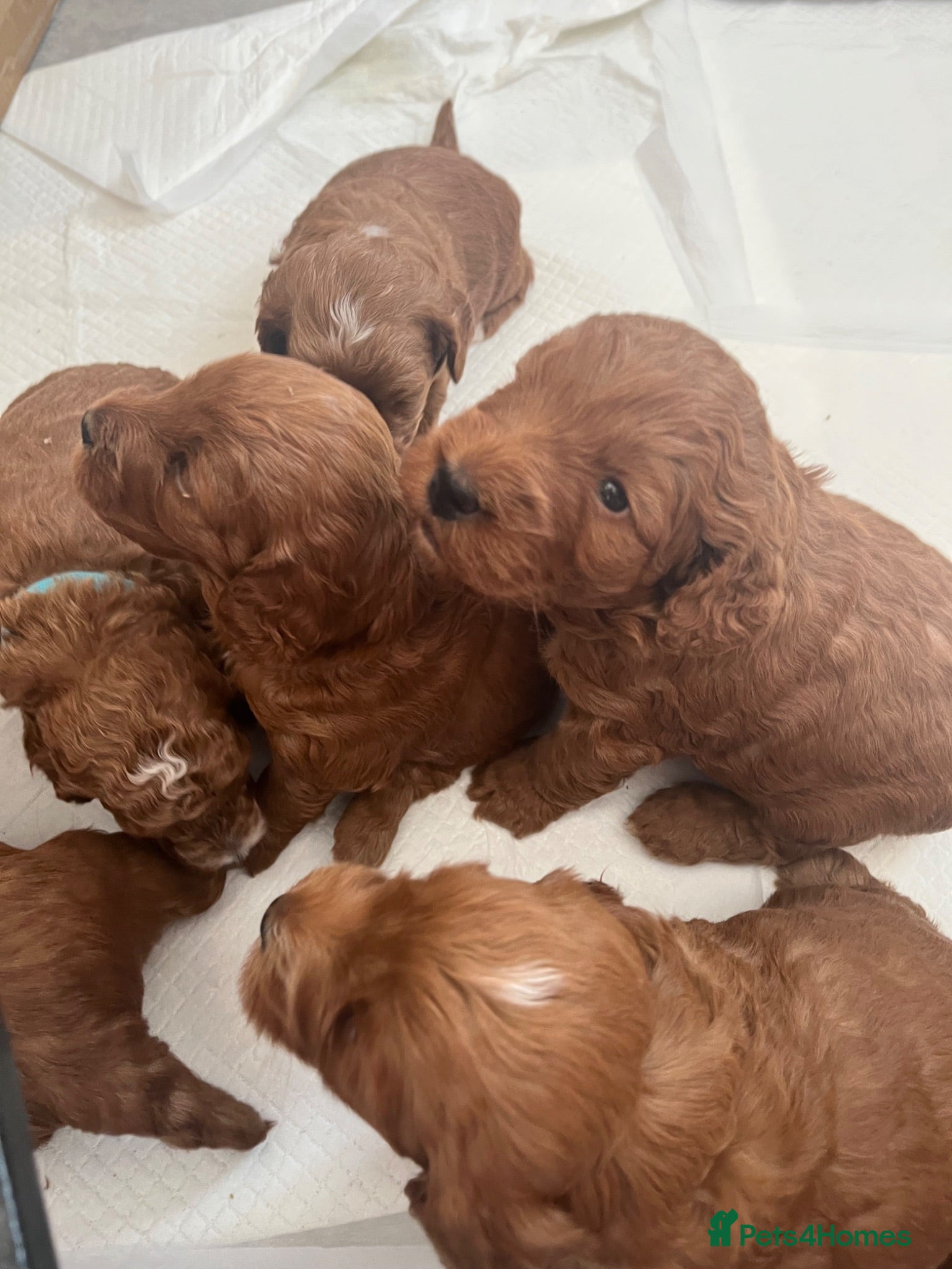 Cockapoo dogs Toy Cockapoo Puppies - Advert 11