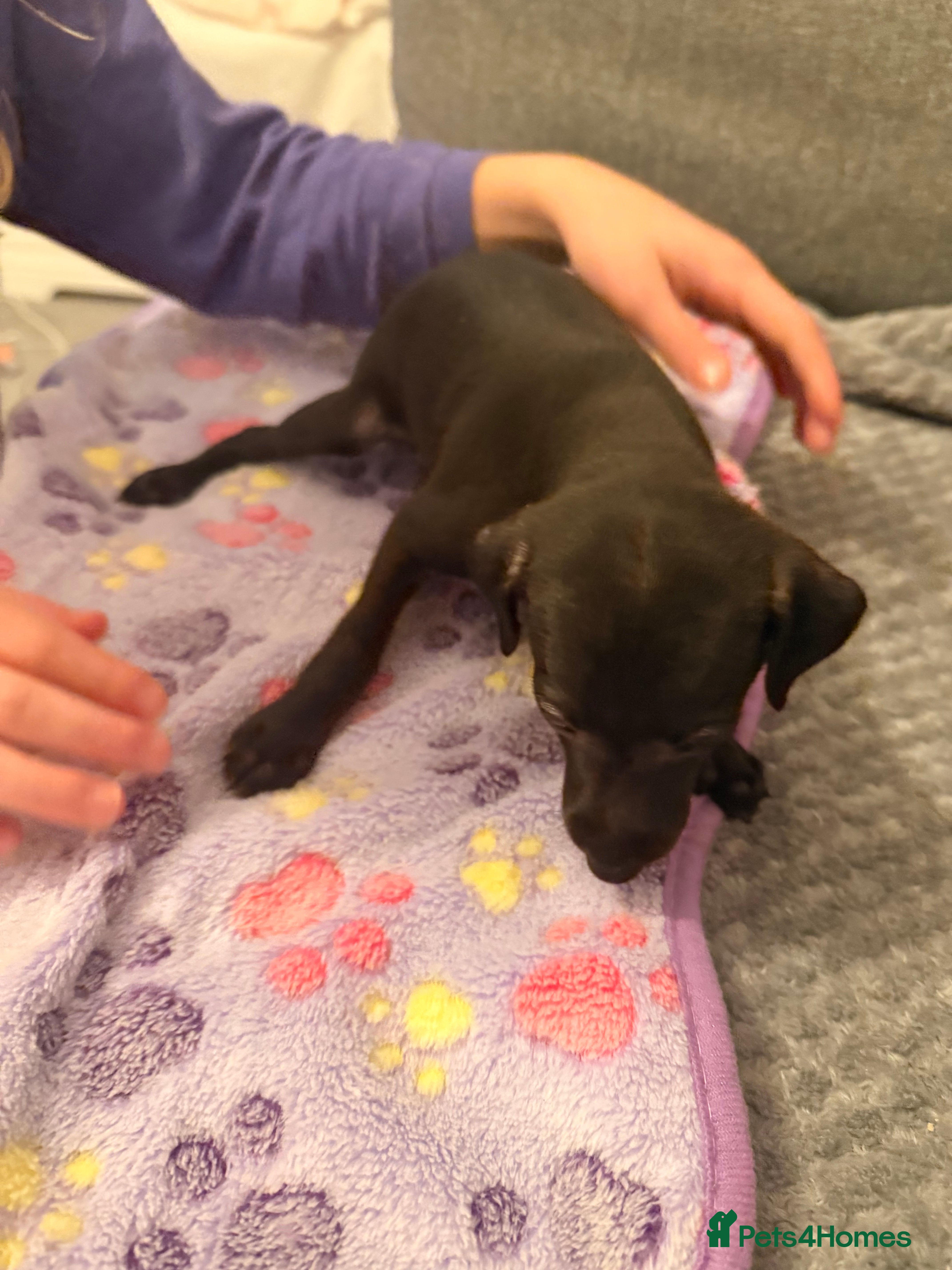 Italian Greyhound dogs KC registered Italian puppy’s  - Advert 15